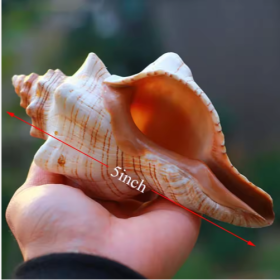 2PCS Conch Shell Large Natural Seashells For Fish Tank Wedding Decor Beach Theme Party Home Decorations (Option: White)